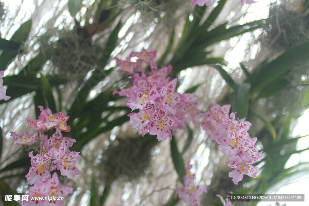 粉色花卉绽放枝头