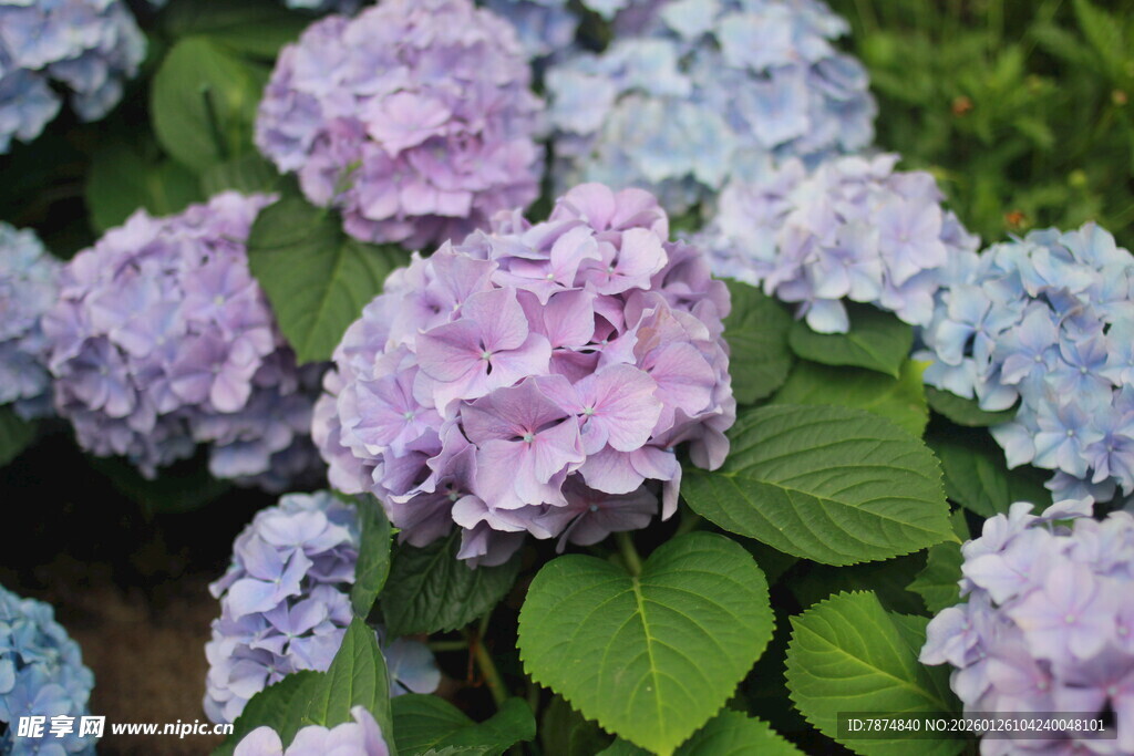 美丽绣球花绽放