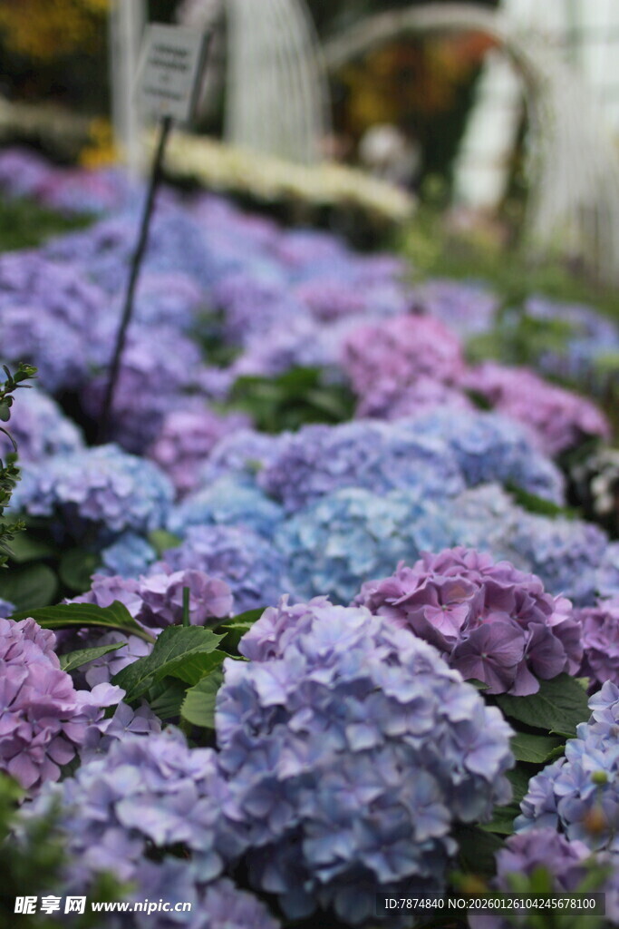 多彩绣球花绽放美景