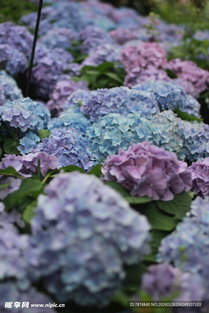 多彩绣球花绽放美景