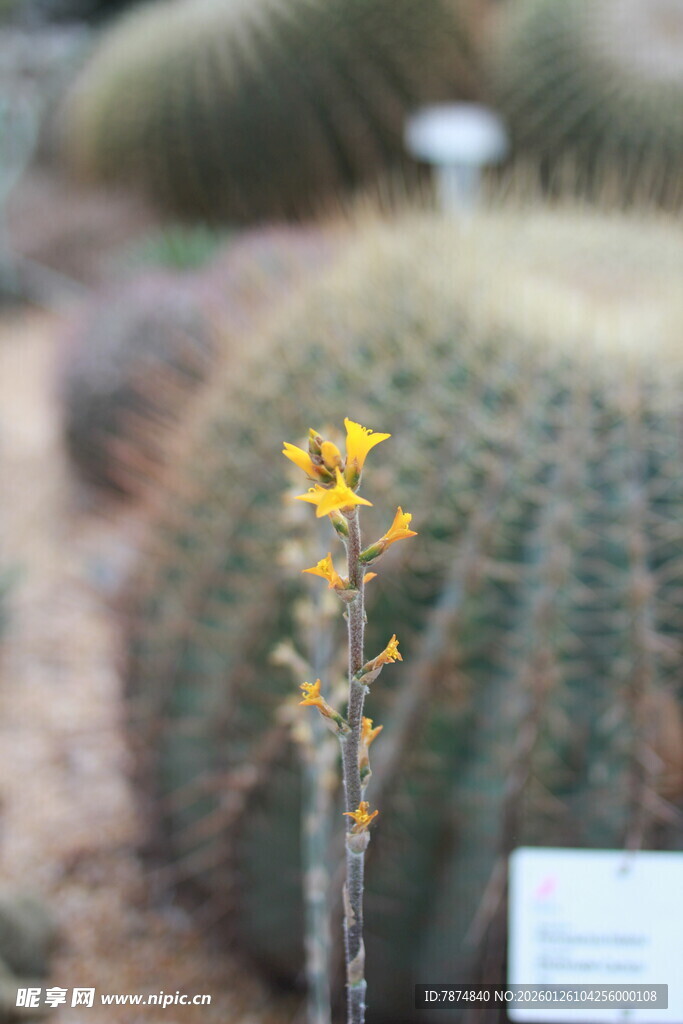 仙人掌上绽放的黄色小花