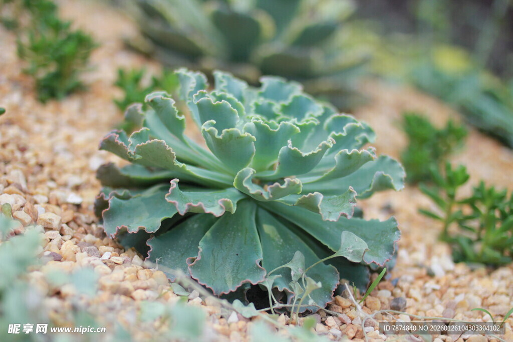 翠绿多肉植物特写