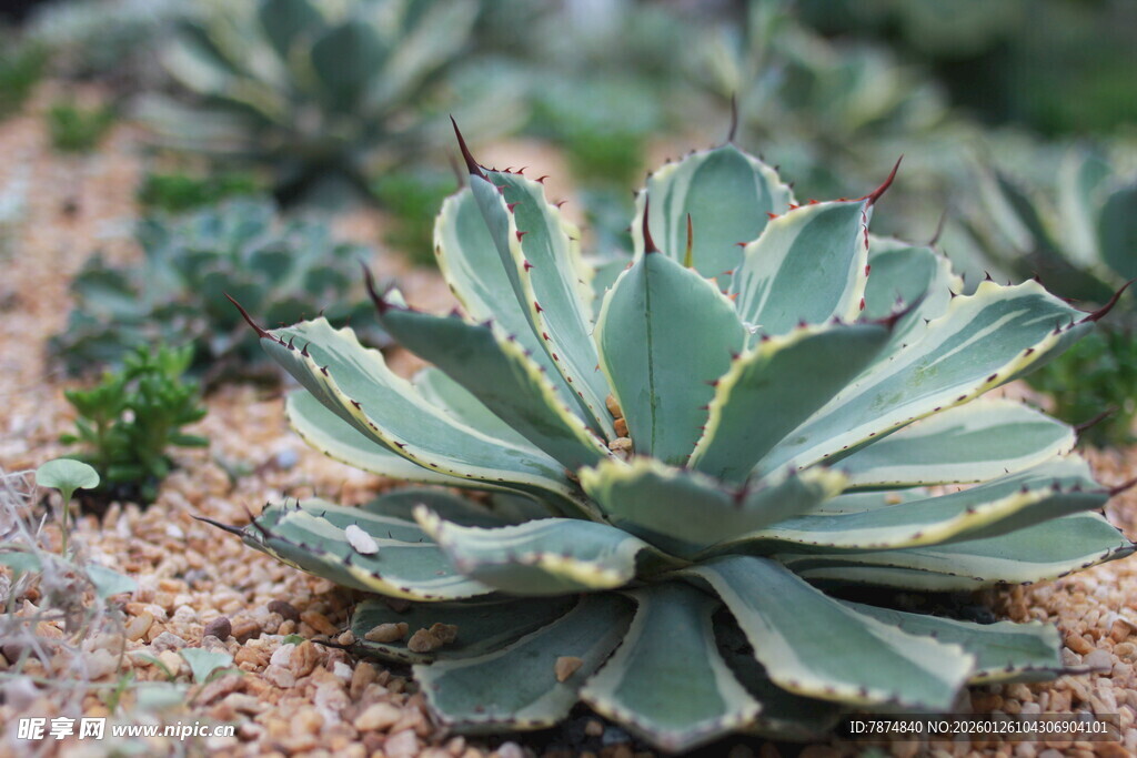 翠绿芦荟植物特写