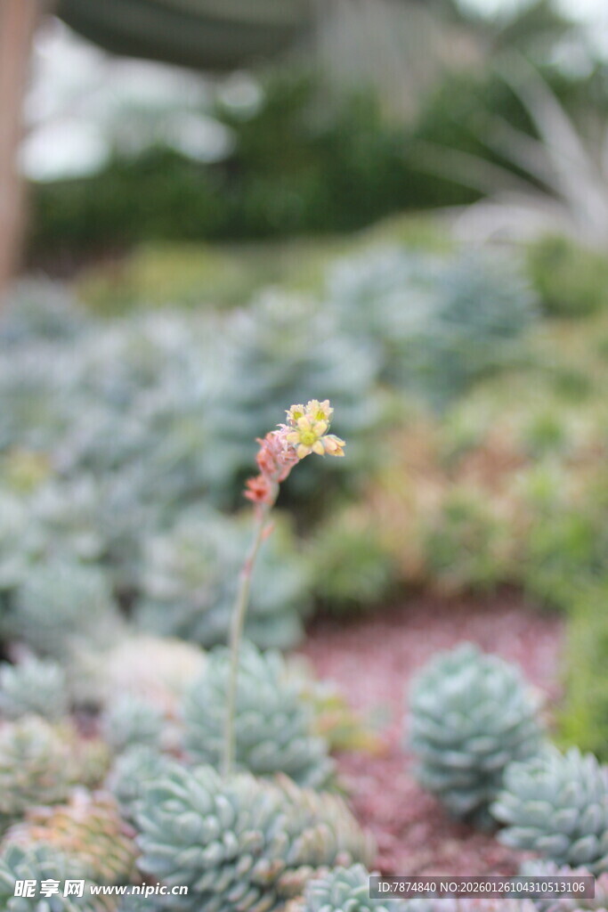小巧多肉植物绽放小花
