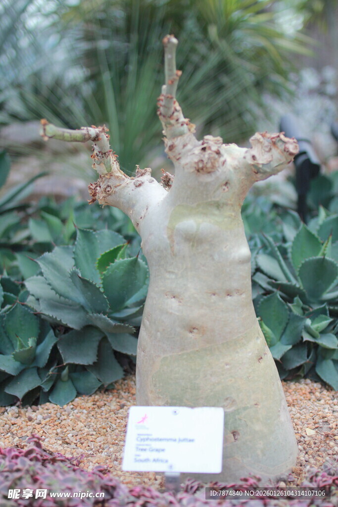 奇特造型木雕植物展品