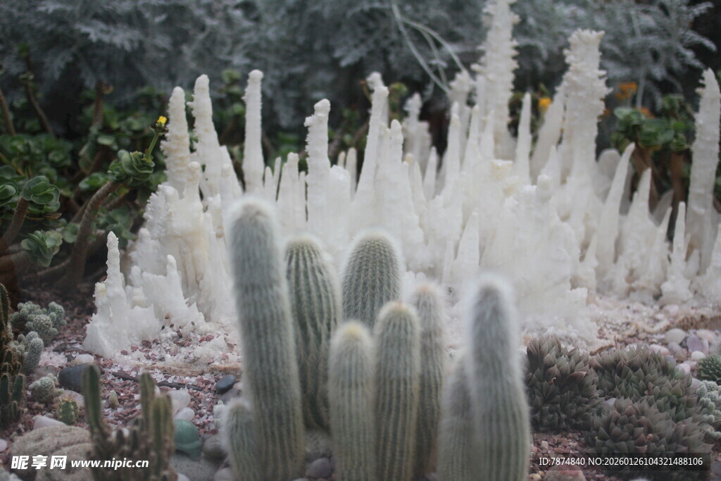 多样仙人掌景观