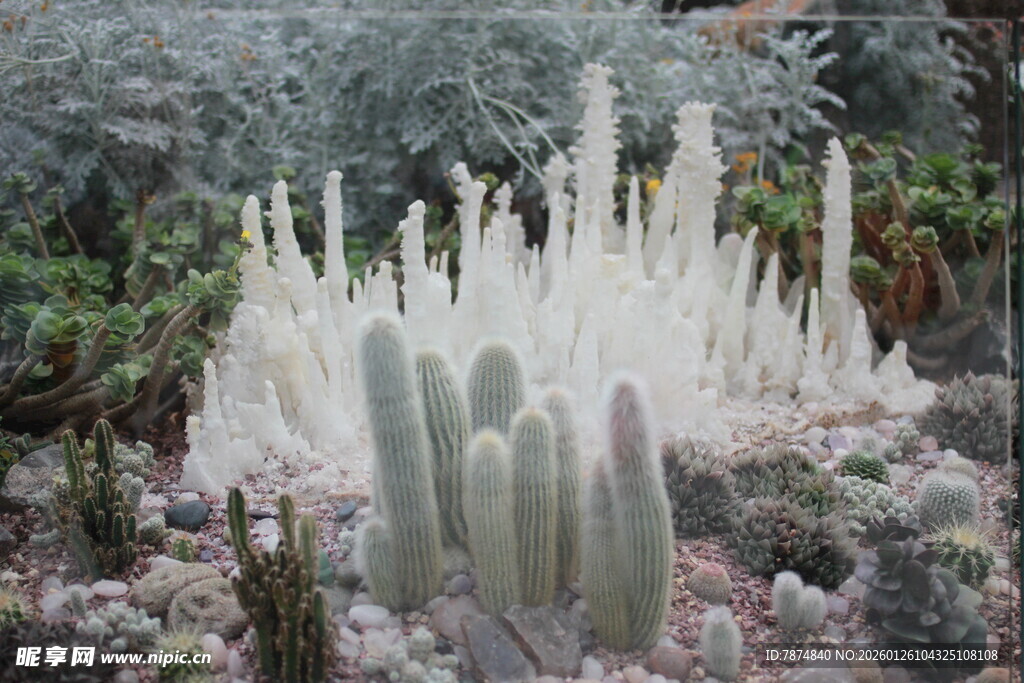 多样仙人掌景观