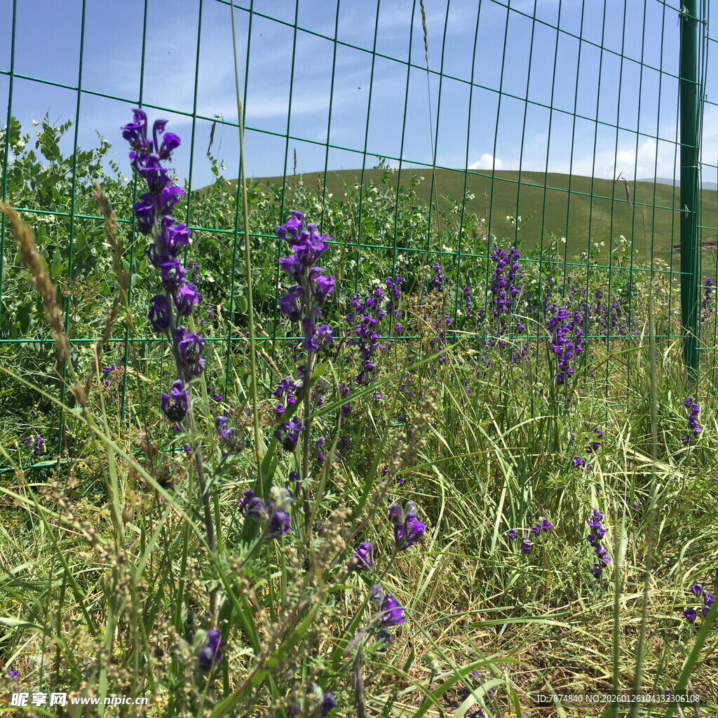 田野中的紫色花卉与围栏