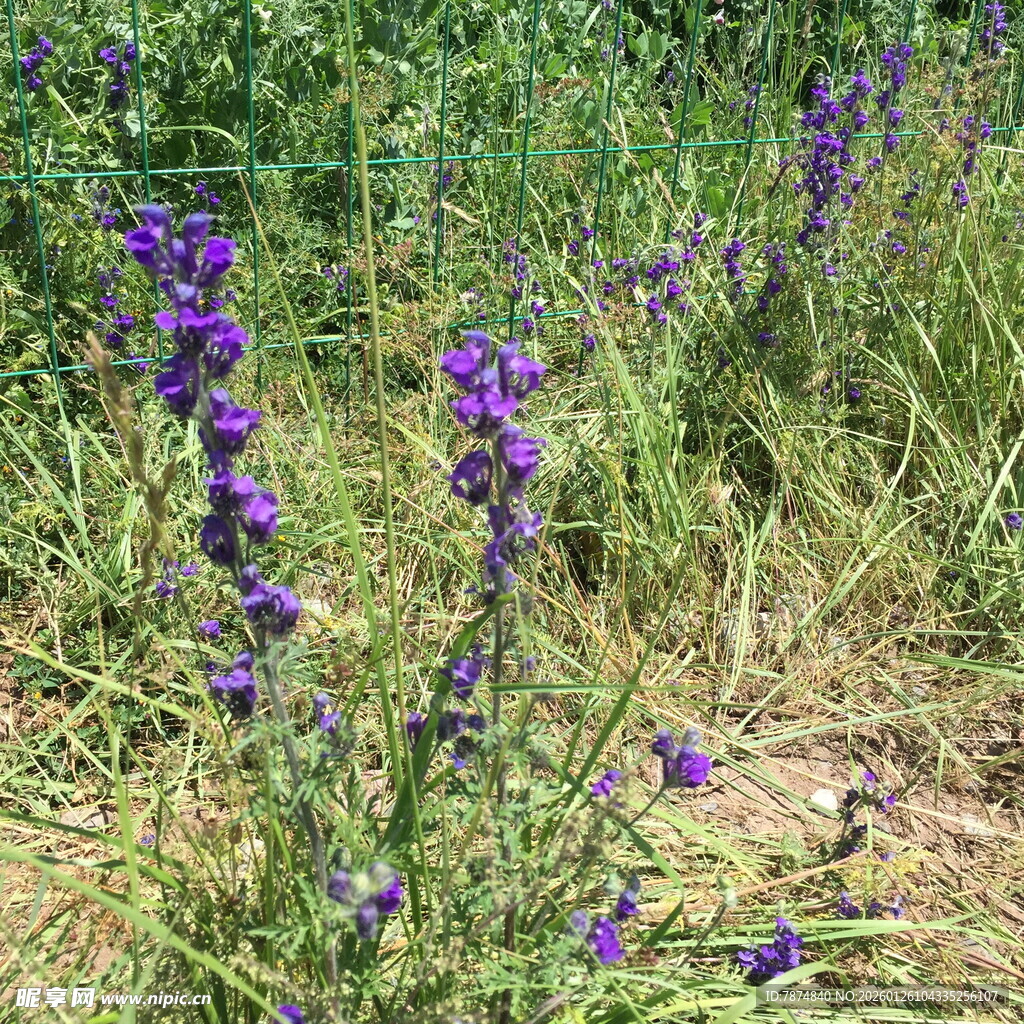 野外紫色小花绽放