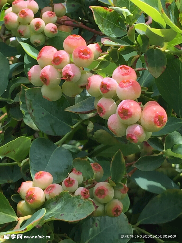 粉红浆果植物特写
