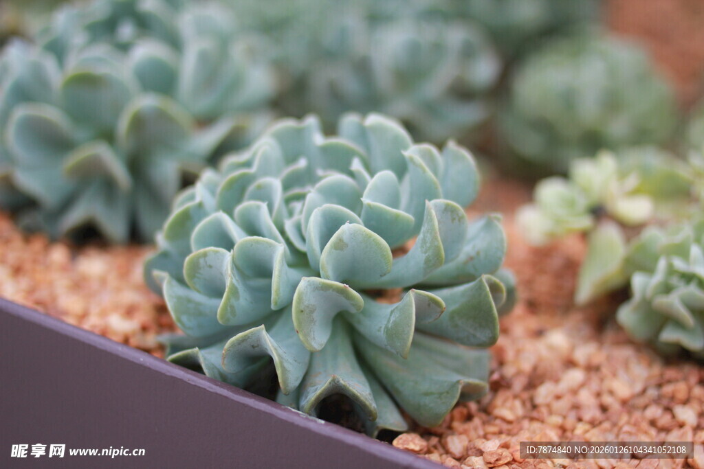 精致多肉植物盆栽展示