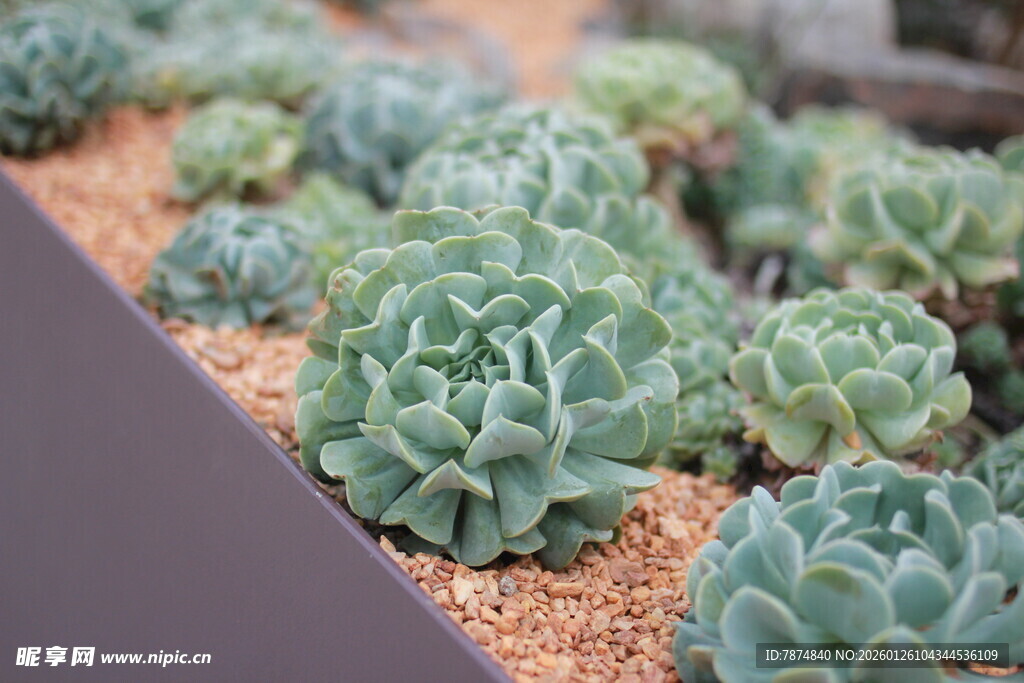 可爱多肉植物排列展示