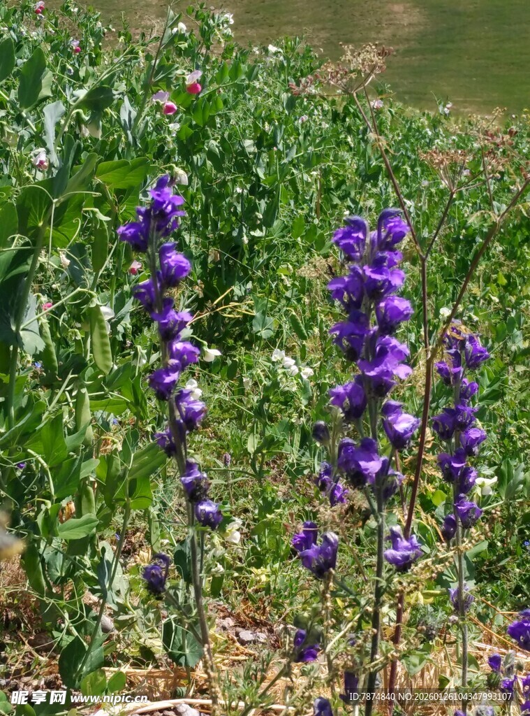 田野中的紫色花卉