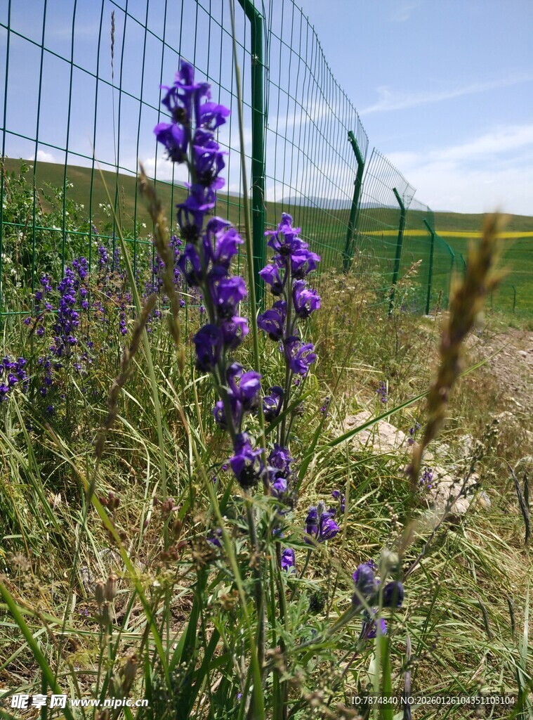 田野中的紫色美丽花卉