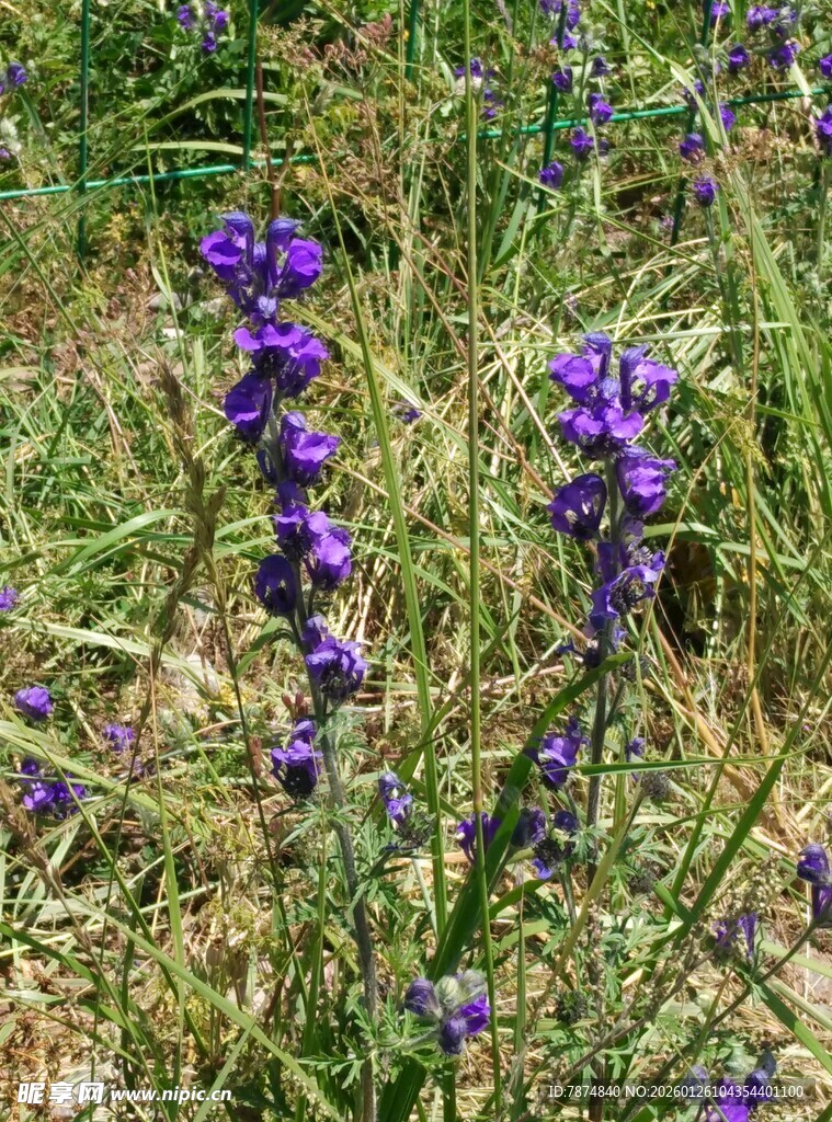 紫色野花绽放于草地间