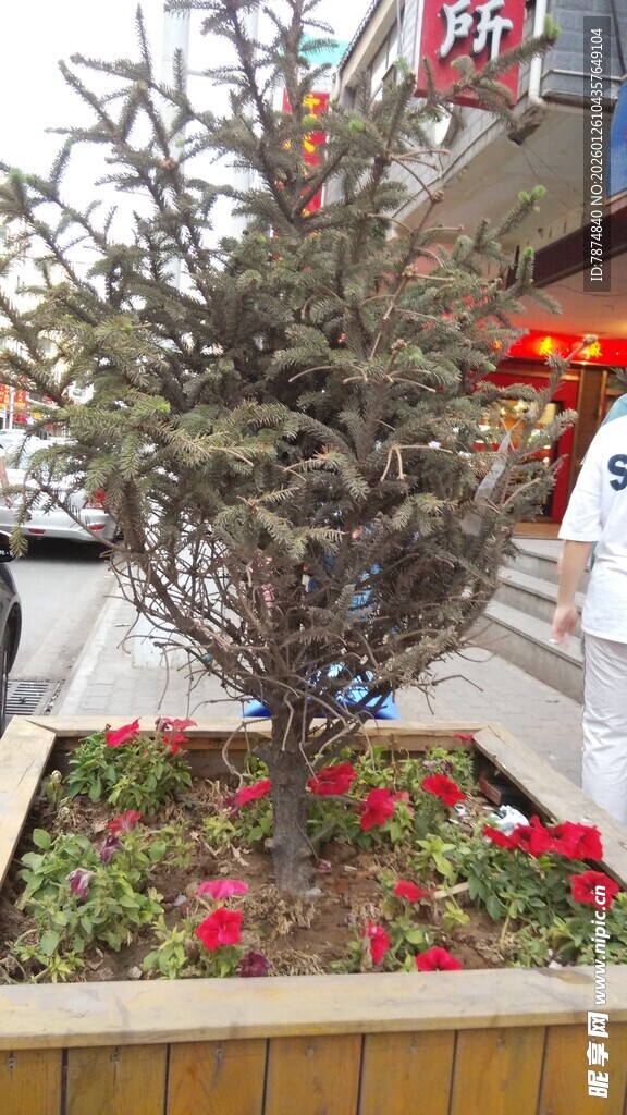 街头花坛中的绿植花卉