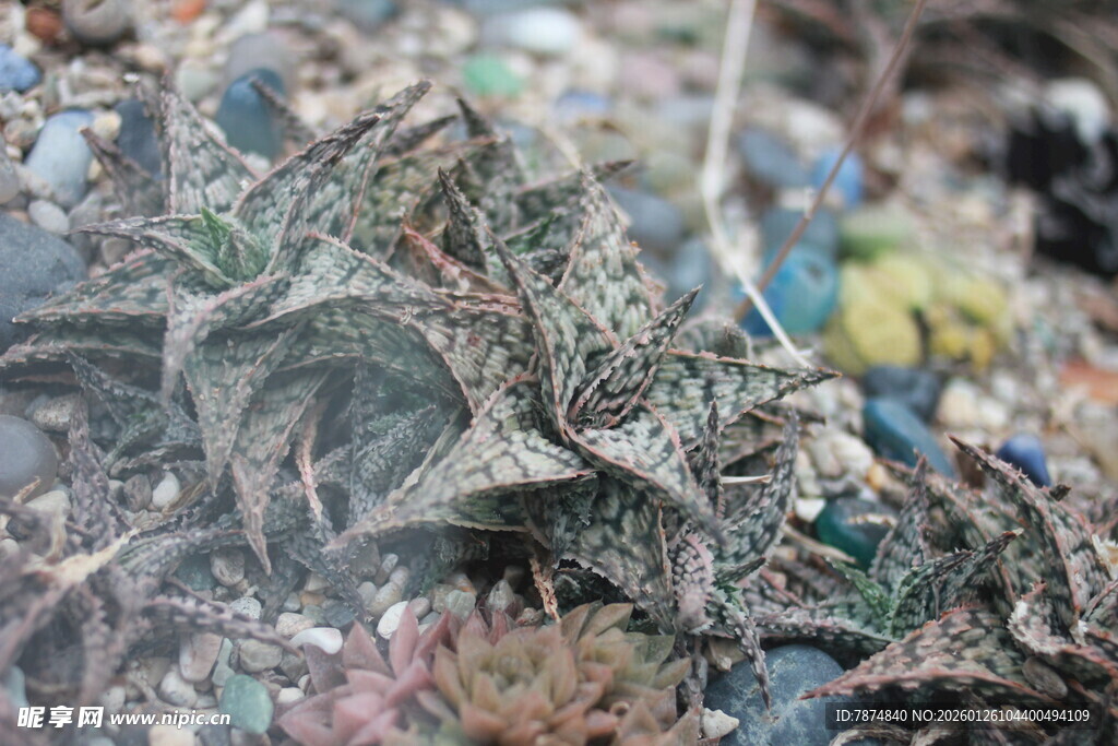 多肉植物特写