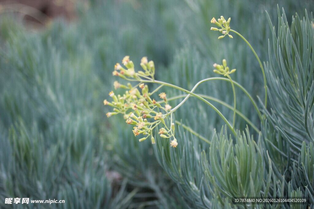 田野中的黄色小花