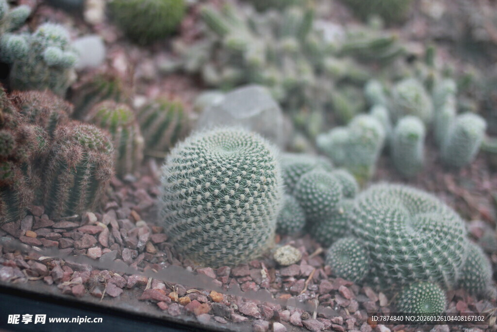 可爱仙人球 萌态尽显