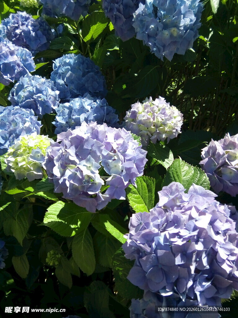 蓝紫色绣球花绽放