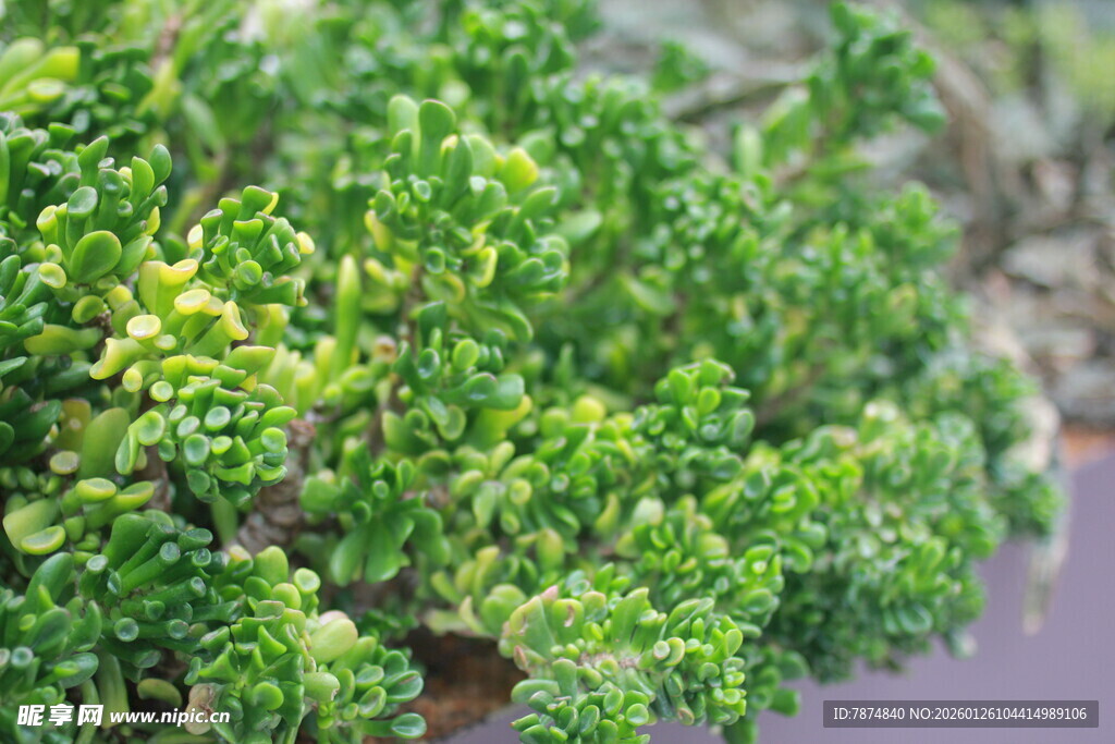 翠绿繁茂的植物特写