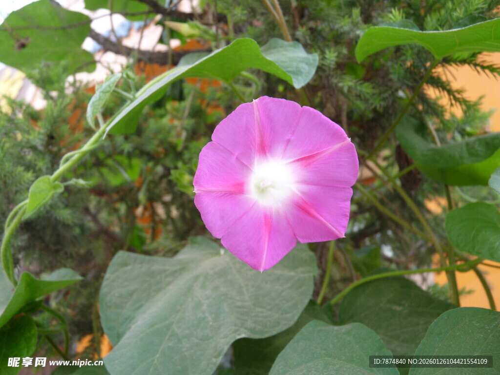 粉色牵牛花绽放