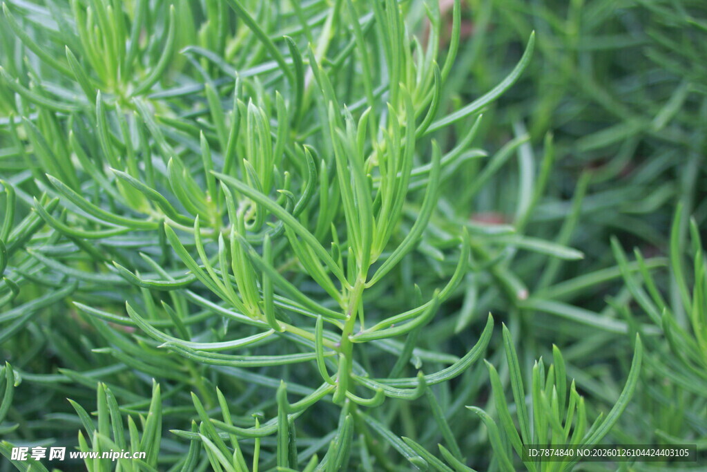 翠绿迷迭香植物特写