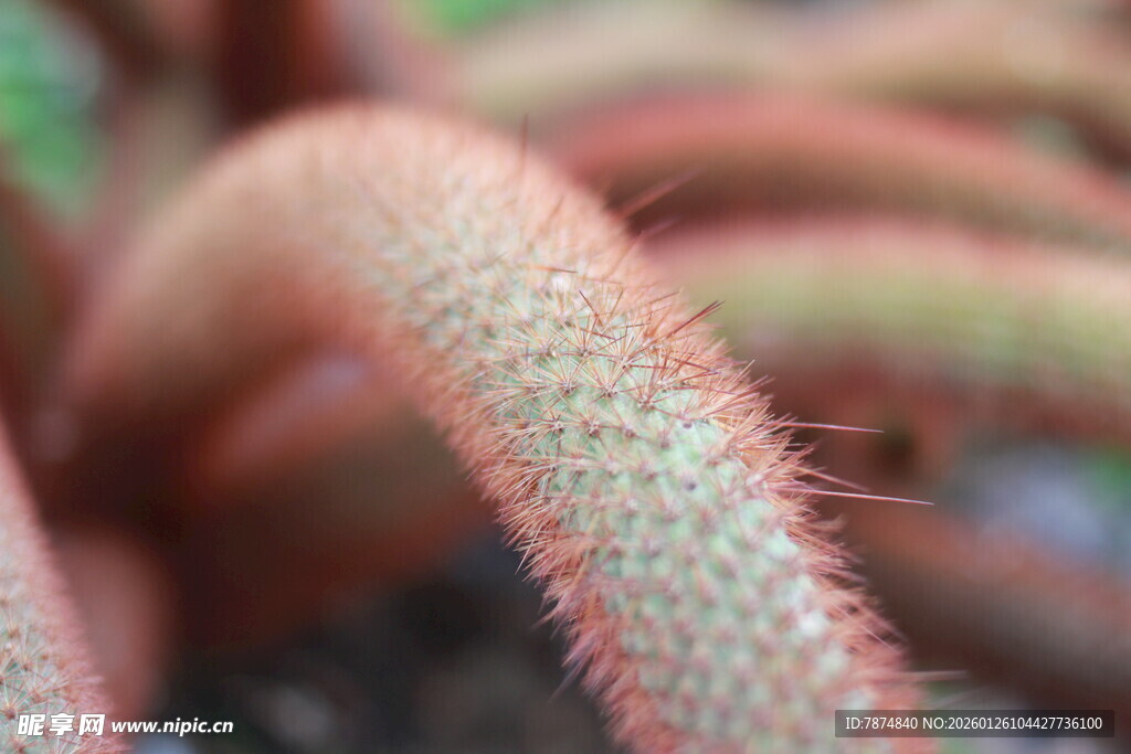 毛茸茸的捕虫植物特写