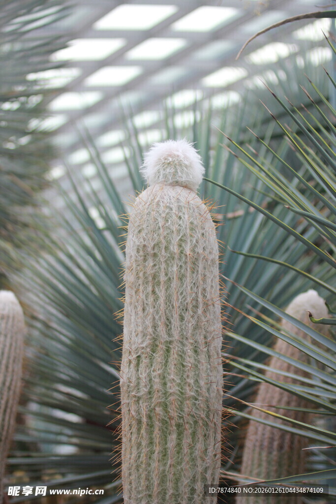 室内仙人掌的独特景致