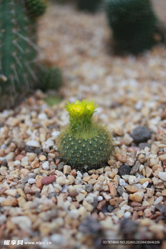 小巧仙人球绽嫩黄小花