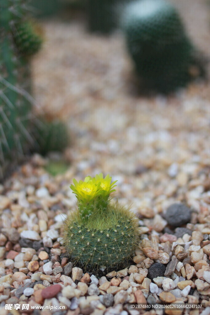 小仙人球绽放黄色小花