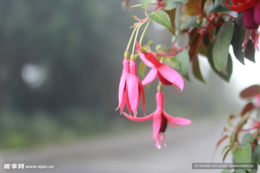 雾中垂挂的娇艳粉色花朵