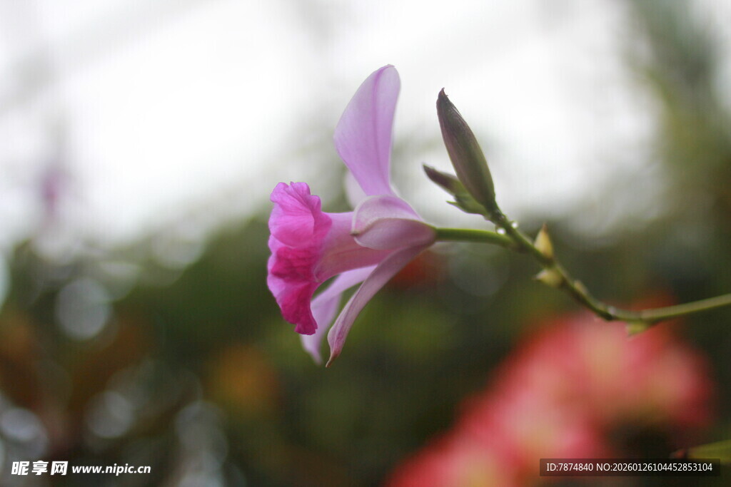 娇艳绽放的粉色花卉