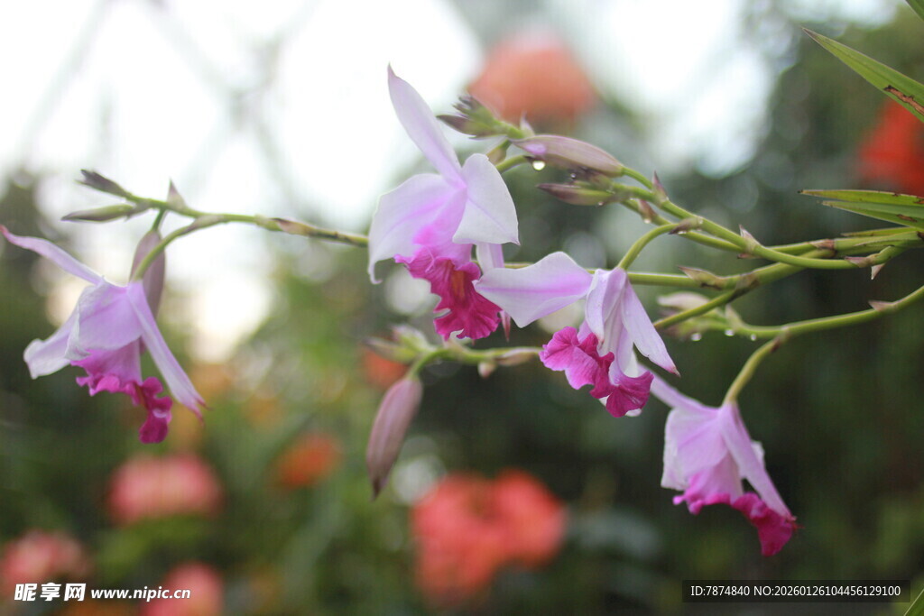 娇艳紫色兰花绽放