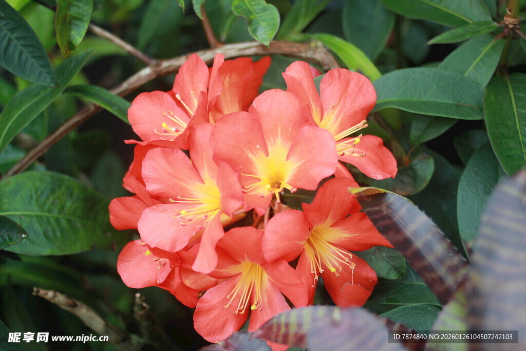 鲜艳橙红花朵绽放绿叶间