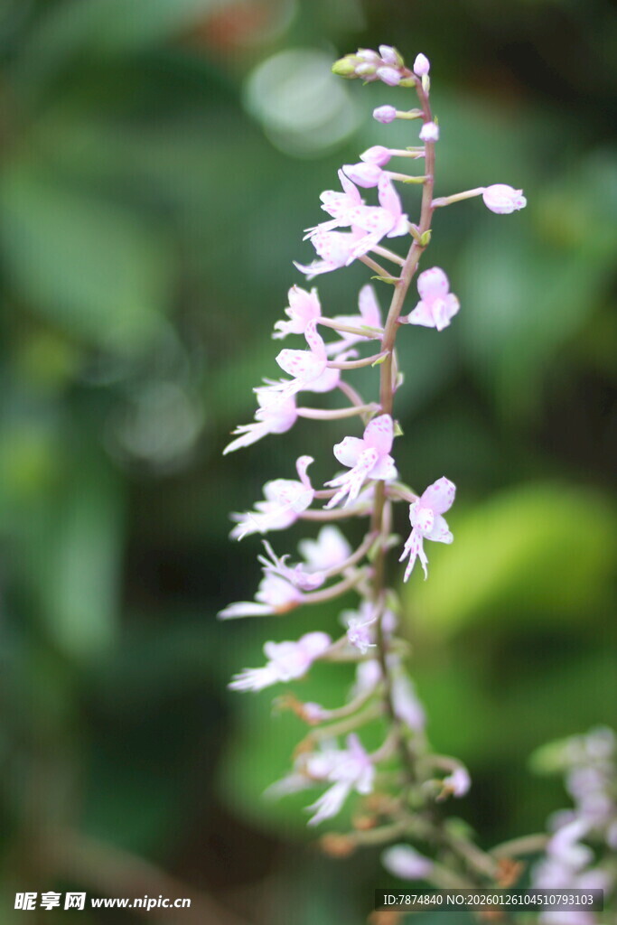 细长花茎上的淡雅紫色小花
