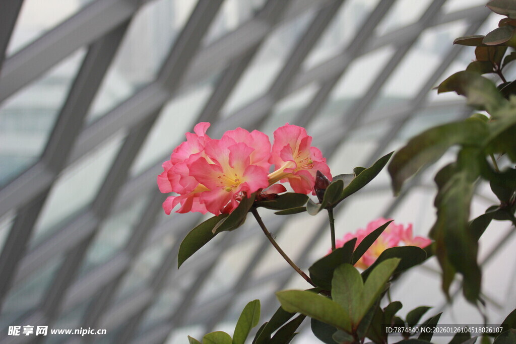 温室中绽放的娇艳粉色花朵