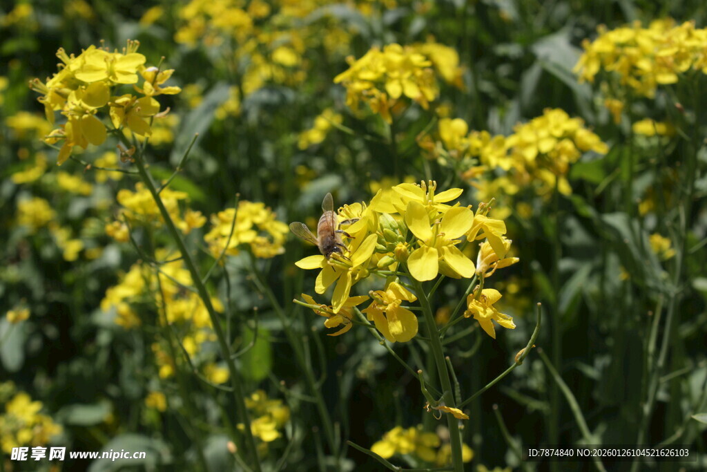 春日油菜花盛放美景