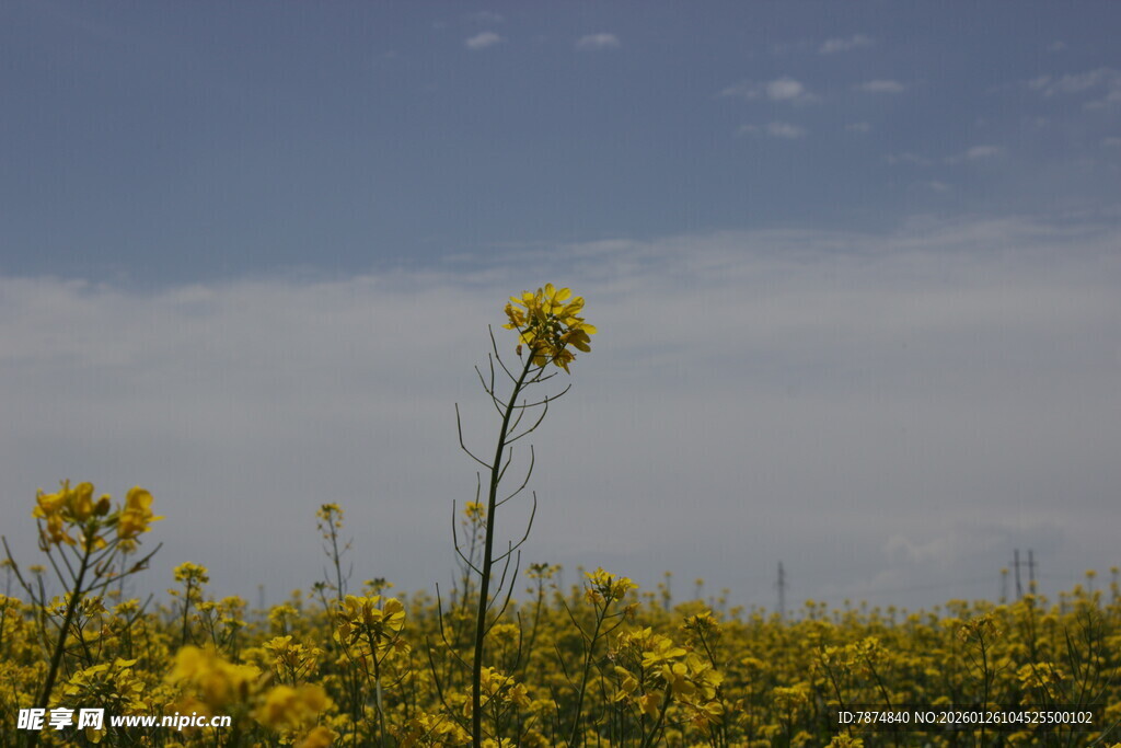 金黄油菜花田中的独秀花朵