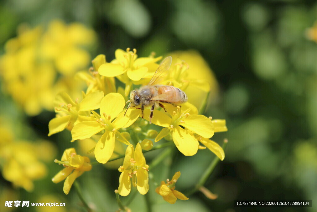 蜜蜂采蜜于黄色花朵间