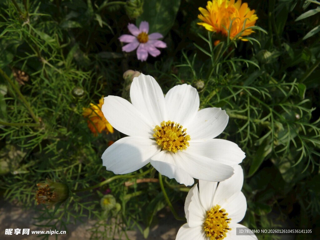 多彩花卉绽放于绿意间