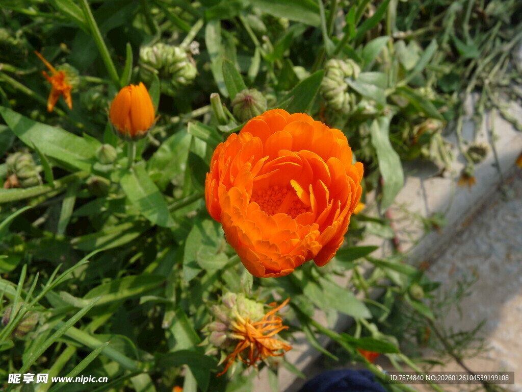 娇艳橙色花朵绽放草丛