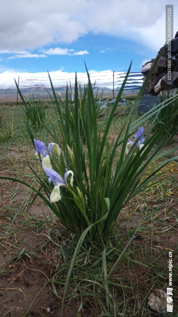野外绽放的紫色鸢尾花