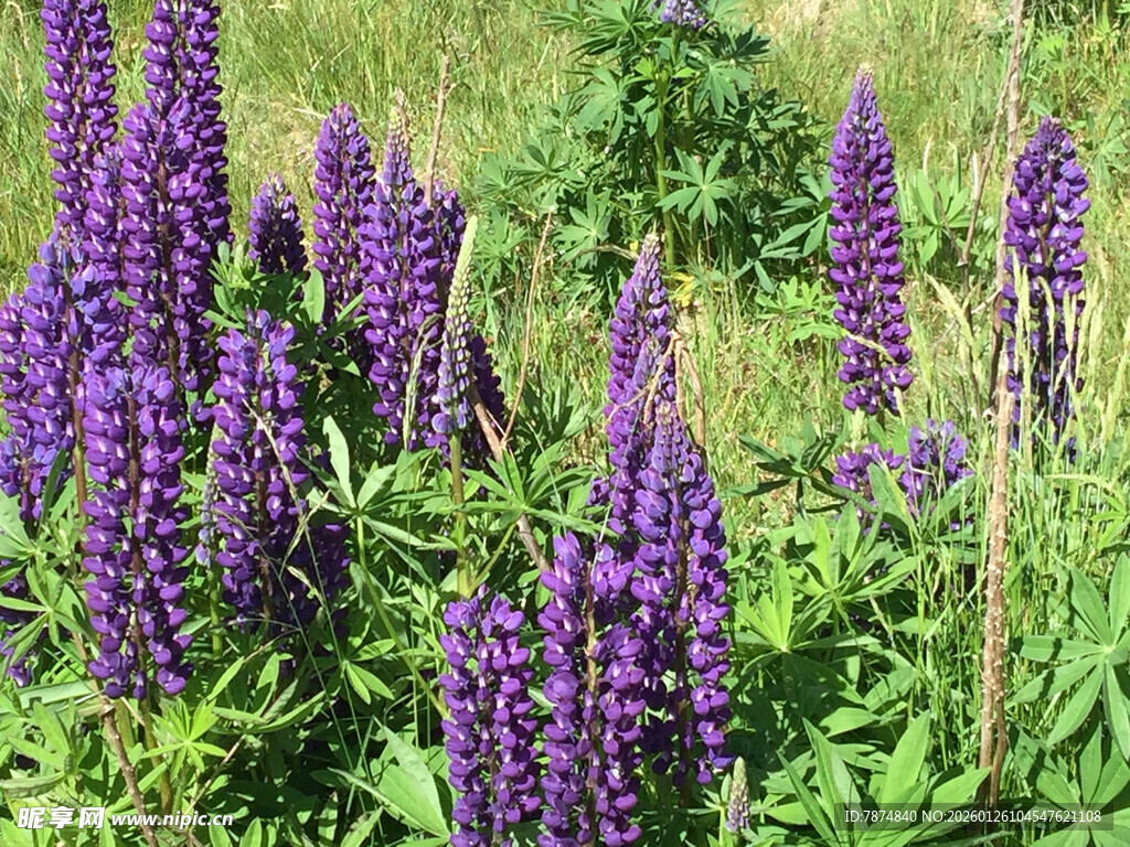 紫色羽扇豆花绽放美景