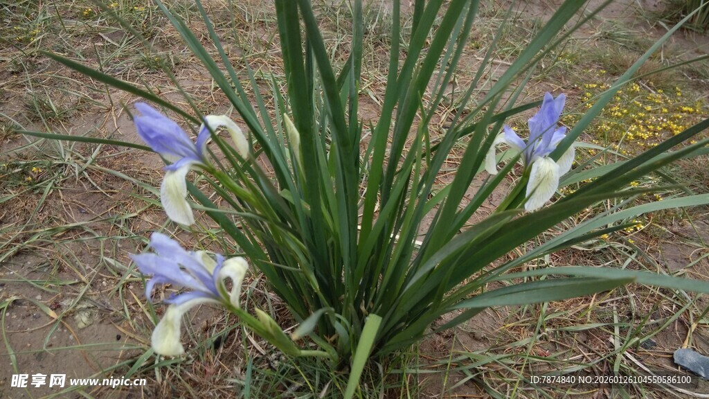 蓝花绿叶的美丽鸢尾植物