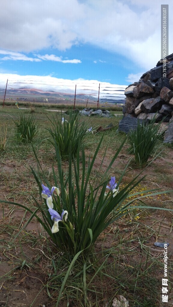 草原上绽放的蓝紫色花朵
