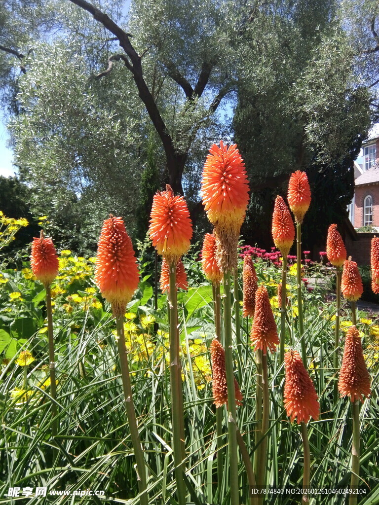 鲜艳火炬花绽放于花丛中
