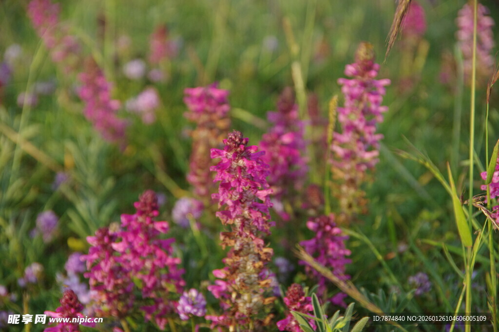 粉色野花绽放于绿草间