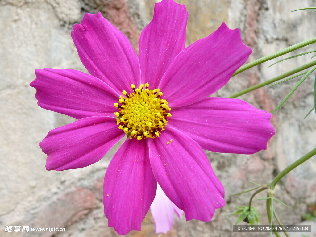 娇艳粉色格桑花特写