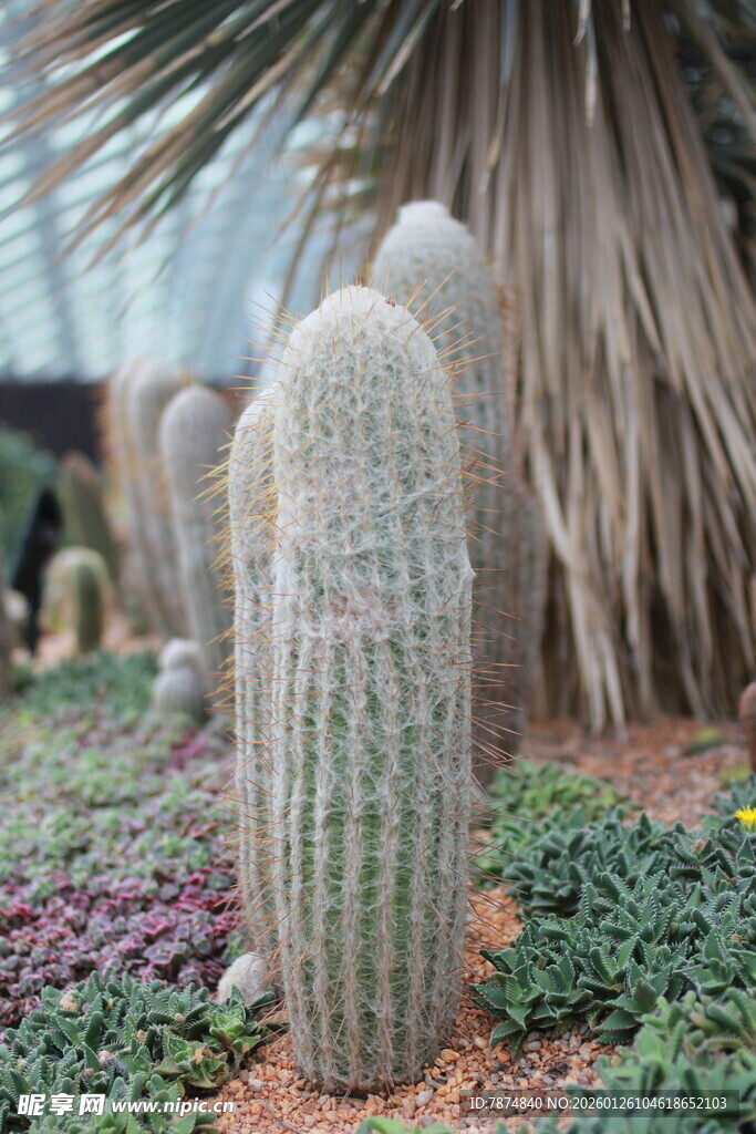 高大仙人掌与多彩植物景观